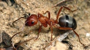 Чому не можна нищити мурашники: роль