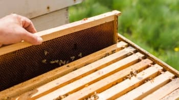 Канді та кормушки для бджіл: як