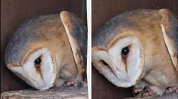 На півдні Одещини знайшли рідкісну сову-сипуху: