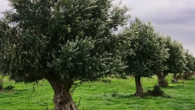 Всесвітній день оливкового дерева: історія свята