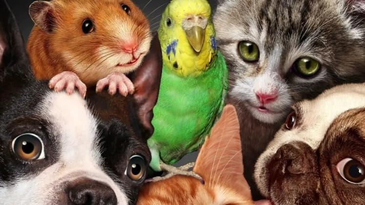 Всесвітній день домашніх тварин: свято подяки