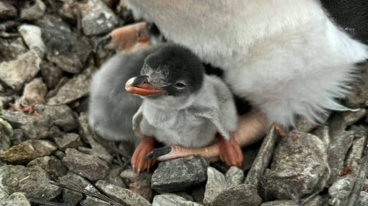 На острові Галіндез вилупилося перше пінгвіненя